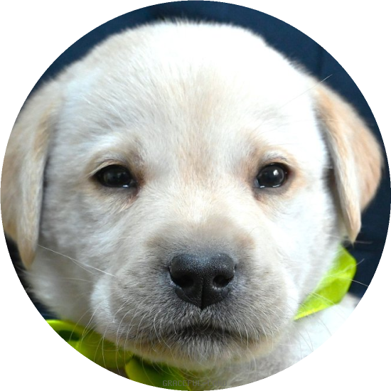 英国ラブラドールの子犬(A child of ウィリアム & エミリー(英国血統)) 英国ラブラドールの子犬